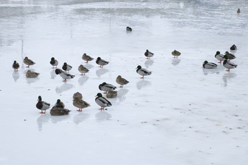 Birds Ice