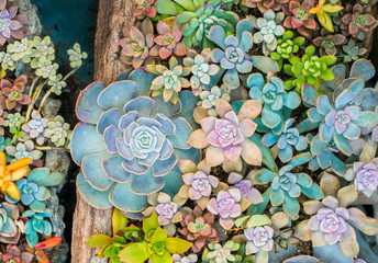 Natural background Cactus succulent plant