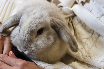 Rabbit. A girl in a white knitted sweater holds a gray rabbit. and poses with him on camera. A girl is playing with a gray rabbit on the street. Family with animals. Close-up.