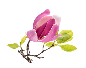Fototapeta premium Pink magnolia flowers isolated on white background