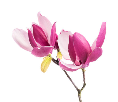 Fototapeta Pink magnolia flowers isolated on white background