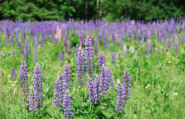 lupine blossom in spring in wild area