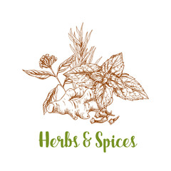Fototapeta na wymiar Herbs and spice sketch with rosemary, mint, ginger