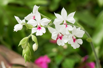 orchid flower Bloom in the flower garden Can be used for assembly on scientific basis. Plants and flowers.