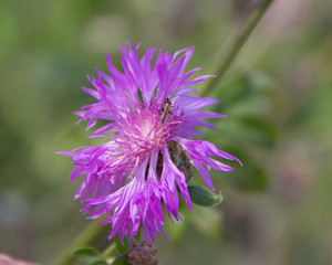 The soldier beetles (Cantharidae) on the Amberboa, is a genus of herbaceous plants of the Aster family (Asteraceae).