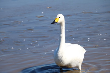 Fototapeta premium 白鳥