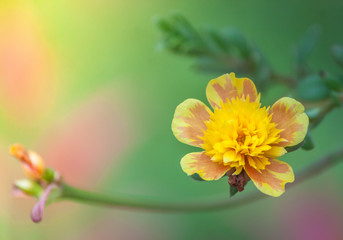 Flower Portulaca oleracea.