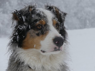 chien berger australien sous la neige