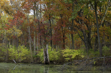 623-53 Mark's Pond Autumn