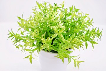 Sunrise in the morning. It means the morning of the new day.