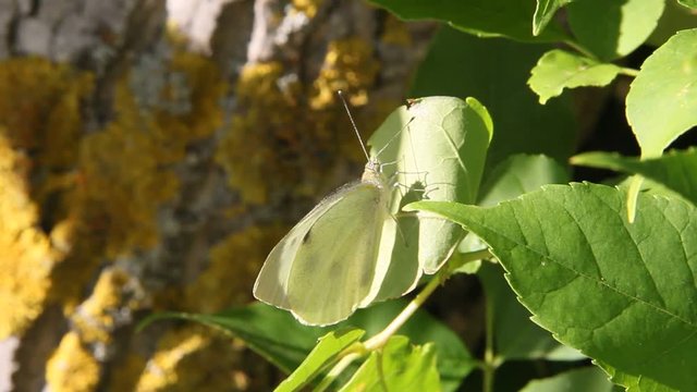 Pieris brassicae on a leaf of the tree
