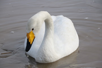 Obraz premium 白鳥