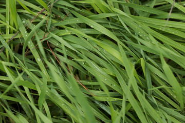 Fototapeta na wymiar Water droplets on grass leaves