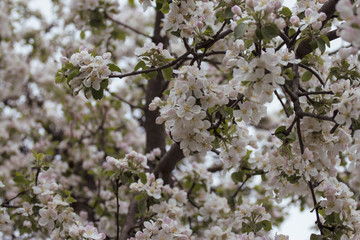 abundantly flowering fruit trees with a gentle white color