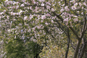 beautifully flowering in the garden fruit trees in early spring