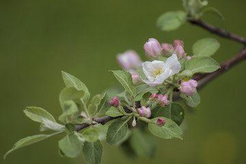 Early spring flowering branch with tender flowers is an orange tree