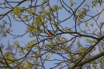 in the early morning on a hazel there is a little bird