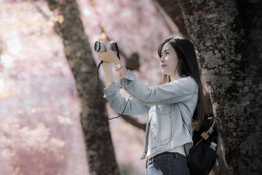 Young woman traveler take photos by camera under cherry blossoms tree
