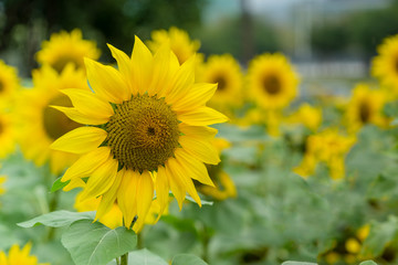 Fototapeta premium Sunflowers in the field natural background