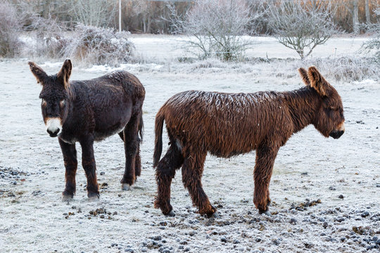 Hembra y cría de burro, en invierno con nieve. Equus africanus asinus.
