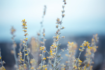 beautiful soft big meadow wild yellow flowers on natural blue sky background. Outdoor spring fresh photo