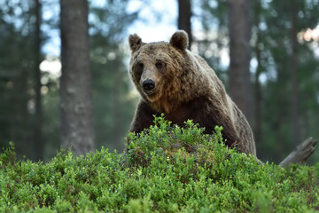 Brown bear sitting in forest