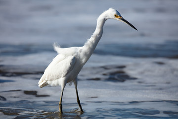 Snowy Egret on Beach