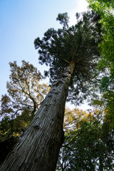 Beautiful old tall pine tree with textured bark trunk, branches and shades of green leaves on clear blue sky background, Kurokawa onsen town