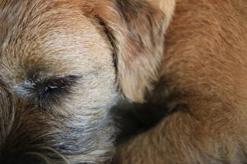 border terrier puppy detail