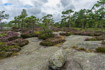 Fototapeta na wymiar Norway, Baneheya hillside view