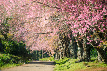 Romantic road and cherry blossoms at Khunwang, Chiangmai, Thailand