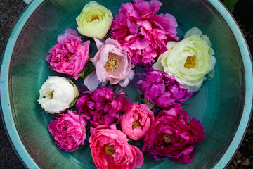 花器に浮かべた牡丹の花