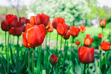Red tulips blossom