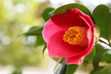 Obraz premium 赤い椿の花