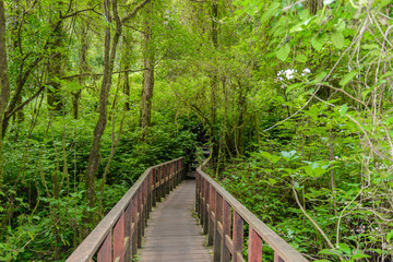 Kew Mae Pan Nature Trail Trekking trail leading through jungle