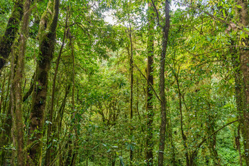 Kew Mae Pan Nature Trail Trekking trail leading through jungle