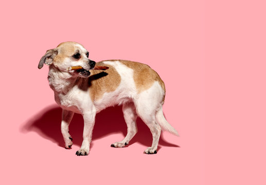 Chihuahua with a bone