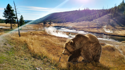 Close up Bear in Yellowstone National Park - obrazy, fototapety, plakaty