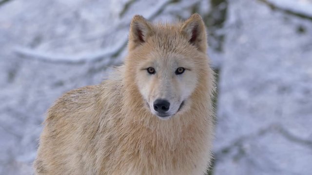 Arctic wolf in winter