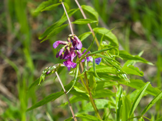Obraz premium Spring vetchling or Lathyrus vernus flowers macro, selective focus, shallow DOF