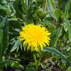 Yellow flower Common dandelion, Taraxacum officinale, close-up, soft edges, selective focus, shallow DOF