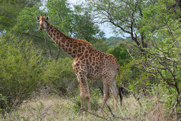 Kruger National Park, Mpumalanga, South Africa