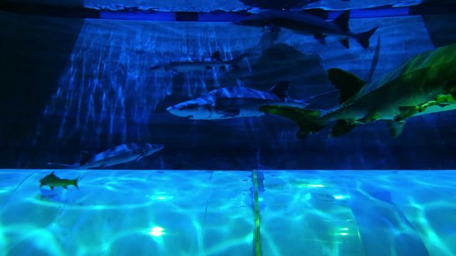Chinese sturgeon swimming in aquarium