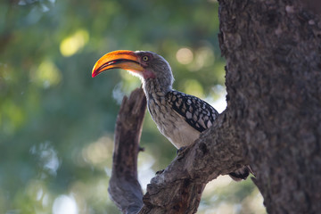 Hornbill sitting in the tree