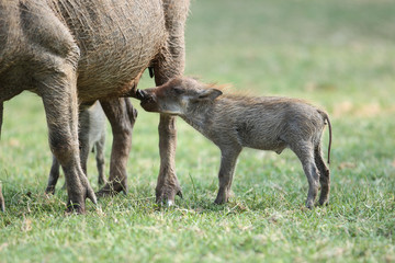 Close up of suckling baby warthog