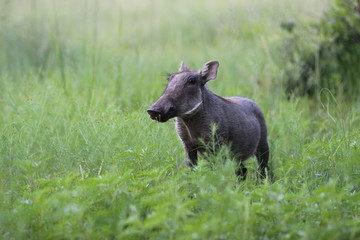 Young warthog in the green foliage 