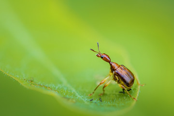 Giraffe weevil on green leaf, Bug