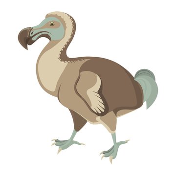 Big exotic dodo bird with short wings and fluffy tail