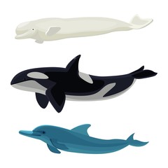 Set of dolphin, killer whales and orca aquatic marine mammals