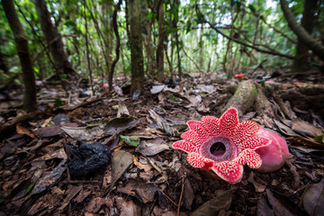 Sapria himalayana in forest,Thailand